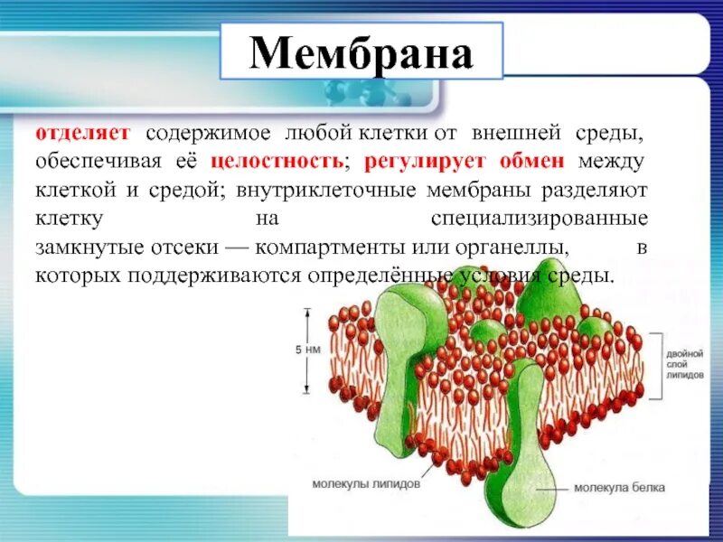 Защищает и отделяет клетку от внешней среды. Защищает и отделяет клетку от внешней среды