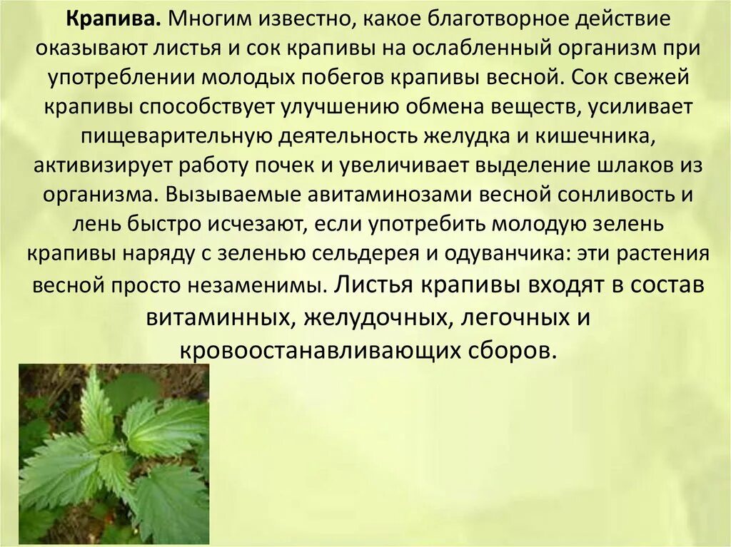 Чем хороша крапива. Крапива лечебные свойства крапива лечебные свойства. Характеристика лекарственного растения крапива. Лекарственные качества крапивы. Чем полезна крапива.