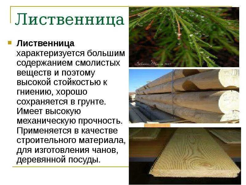 Роль лиственницы. Порода древесины лиственница. свойства лиственницы как древесины. качество древесины лиственницы. лиственница описание древесины.