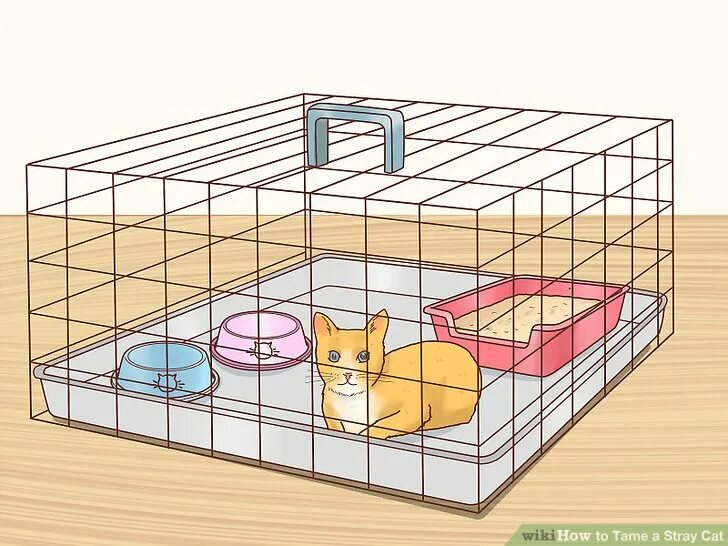 Как поймать кота который боится людей. Кошачьи ловушки. ловушка для кота. кот попался в мышеловку.