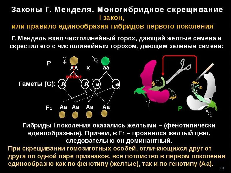 Гибриды второго поколения имеют. Законы г Менделя. Анализирующее скрещивание закон Менделя. 1 Закон Менделя. Первый закон Менделя закон единообразия гибридов первого поколения.