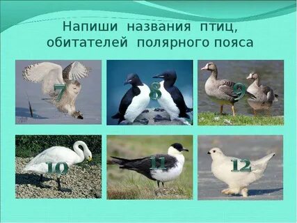 Напиши название птицы