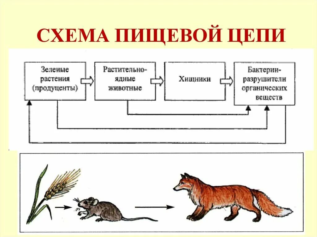 Составьте пищевую цепь в которую входит белка
