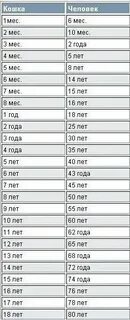 Мерка кошек по годам