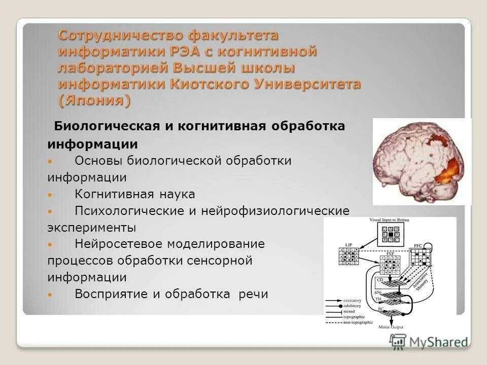 Когнитивная переработка. Скорость когнитивной обработки информации. Нейрофизиологические механизмы речи. Модель когнитивной обработки Торсона. Процессы обработки сенсорной информации в мозге.