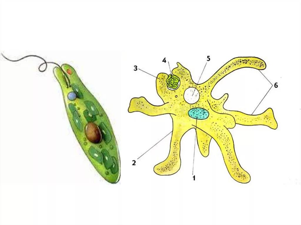 Амёба обыкновенная протисты. Биология амеба строение. Амеба одноклеточная. Строение одноклеточной амёбы обыкновенной.