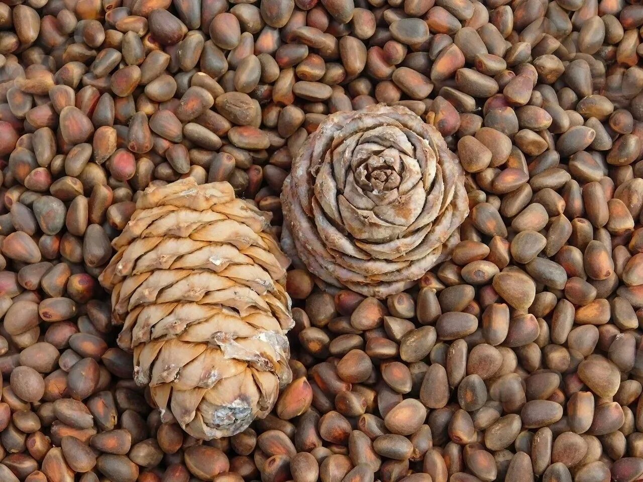 Кедр сибирский орехи. Кедр сибирский орехи. Ядро кедрового ореха. Сибирский кедр орешки. Кедр сибирский шишка семена.