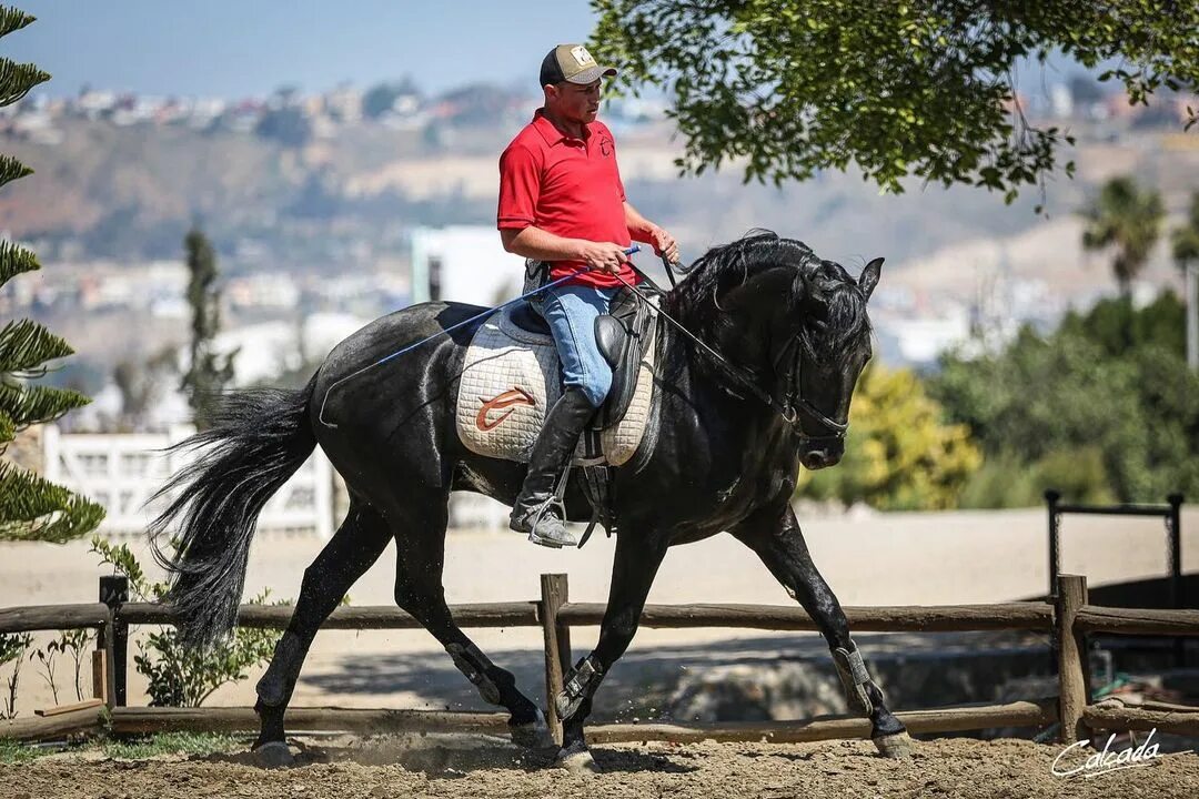 Esperanza de vida caballos