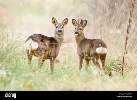 A Roe doe and her companion buck feed in a pasture during springtime, Norfo...