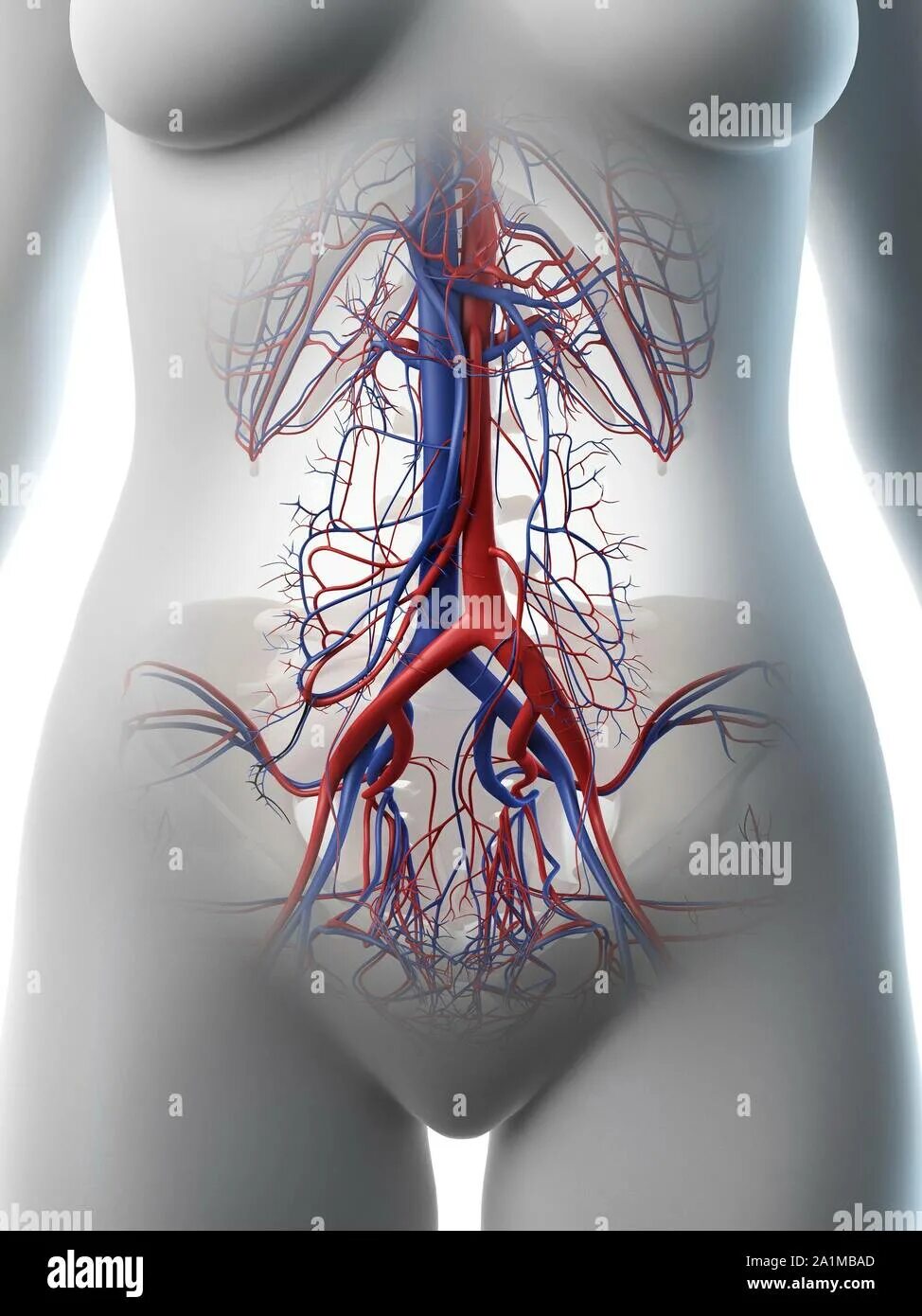 Препараты кровообращение малого таза. Кровеносные сосуды женские. Брюшной кровеносный сосуд. Кровеносные сосуды в тазовой области. Кровеносные сосуды малого таза.