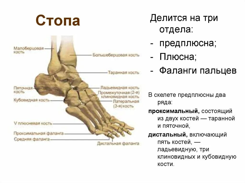 Название частей стопы. Строение стопы человека плюсна предплюсна. Стопа кость строение анатомия. Суставы кубовидной кости стопы. Строение стопы анатомия кость плюсны.