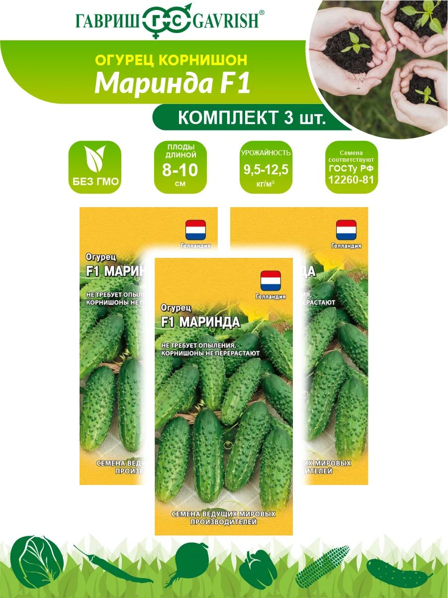 Огурцы Миранда: описание сорта, фото, отзывы