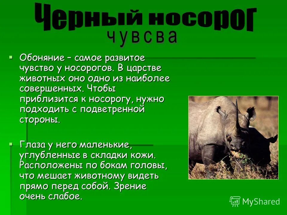 носорог перевод на английский. носорог фото. карточки с животными носорог. слово носорог. суматранский двурогий носорог.