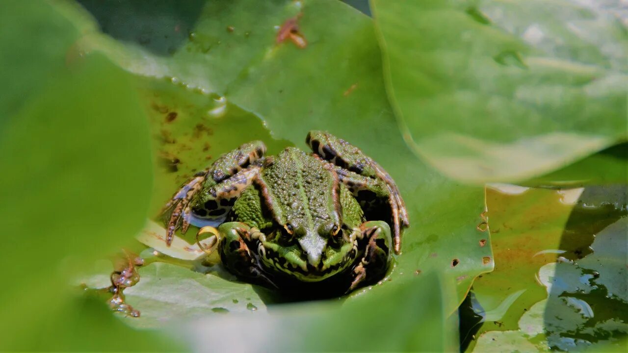 Лягушки в природе. Зеленая жаба. Лягушка с зеленой кровью.