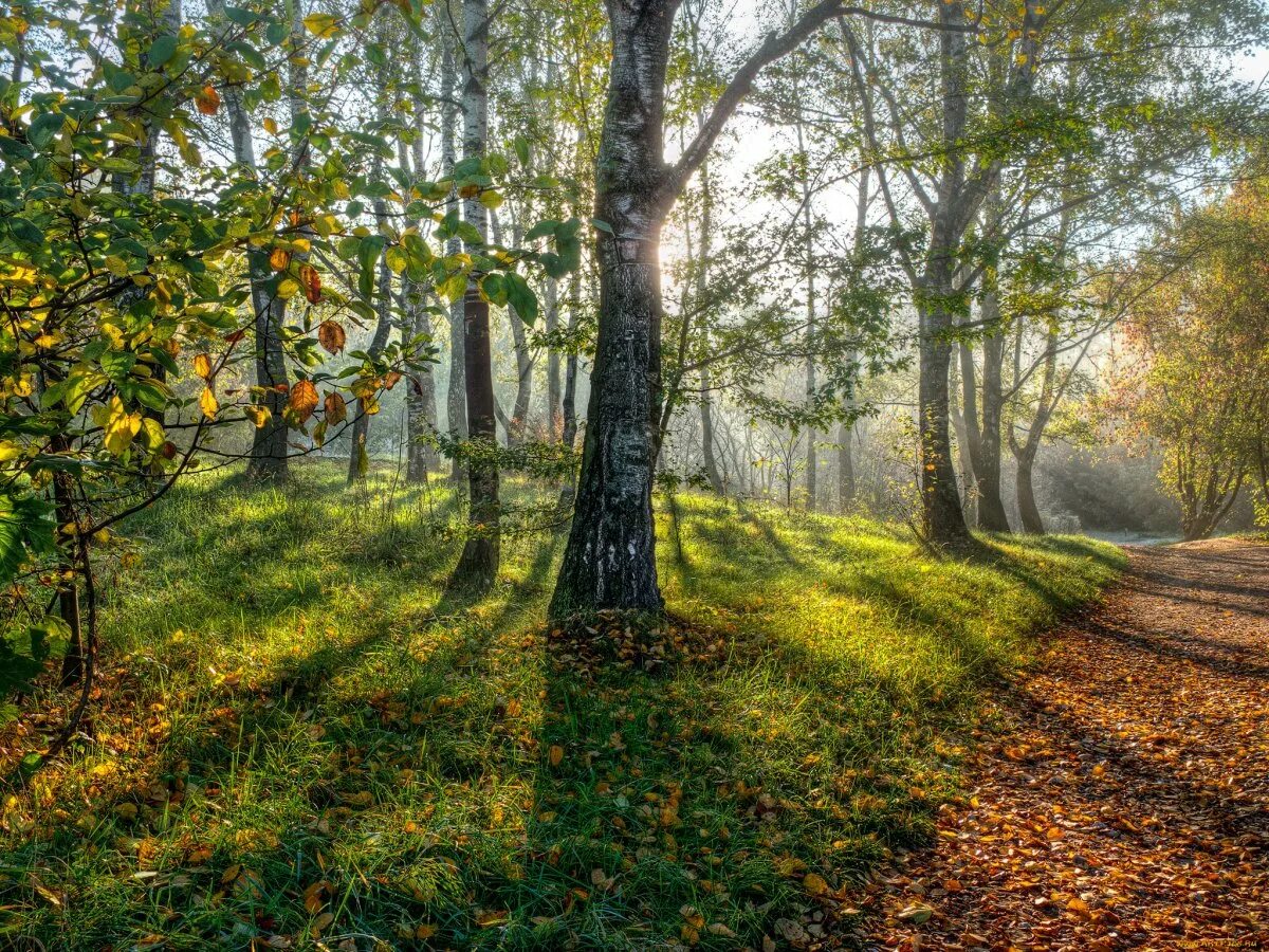 Сады рощи и леса. Ландшафт участка с березовой рощей. Дерево зеленое. Липовая аллея потсдам аллея бульвар. Березовая роща сергиев посад.