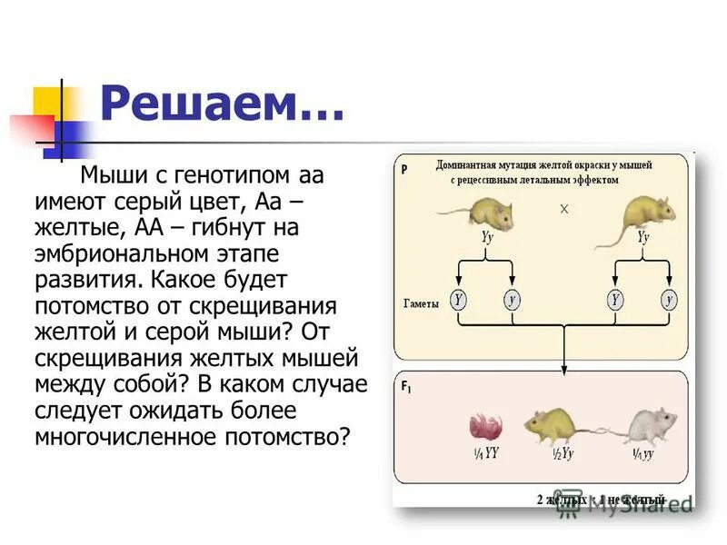от скрещивания комолого быка