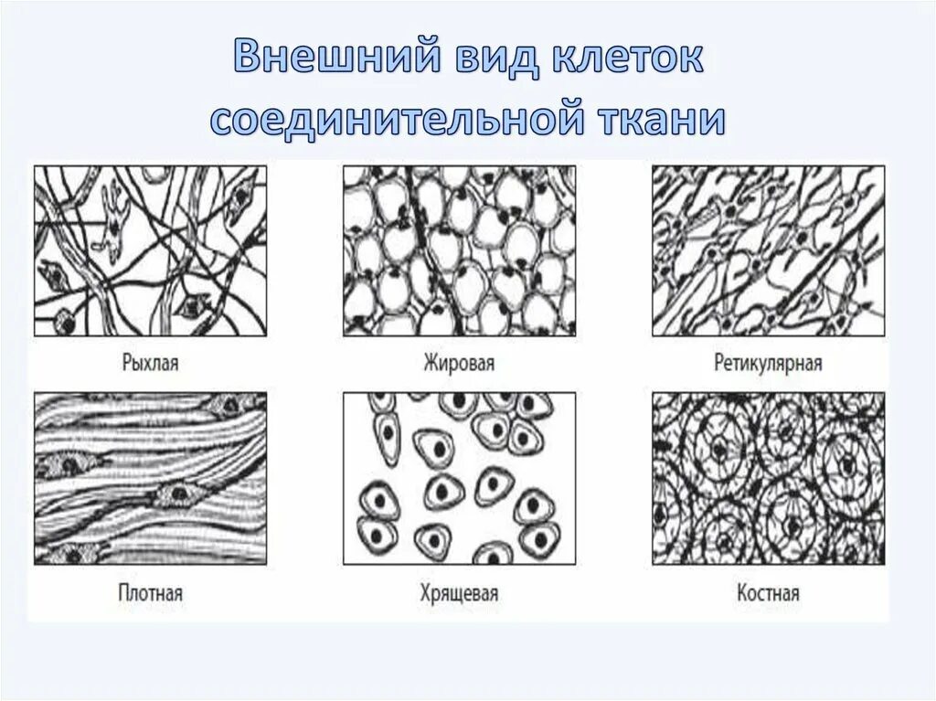 Какая ткань на рисунке. Типы строение соединительной ткани. Соединительная ткань жировая ткань строение клеток. Соединительная ткань костная хрящевая жировая. Строение клеток соединительной ткани.