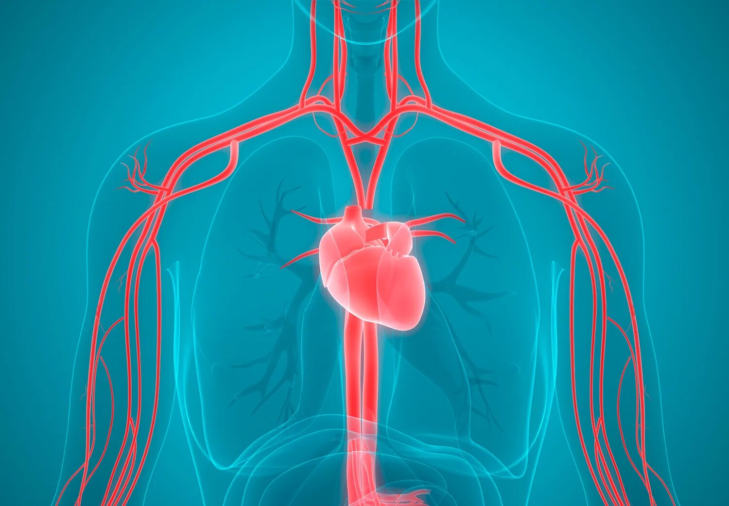 Cardiovascular system. Сердечно сосудистая система. Сердечно-сосудистая система человека анатомия. Сердечно сосудистая система анатомия. Сердечно сосудистая система изображение.