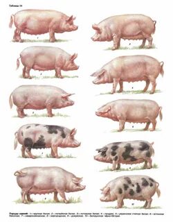 Мясные породы свиней - подробная характеристика каждой.