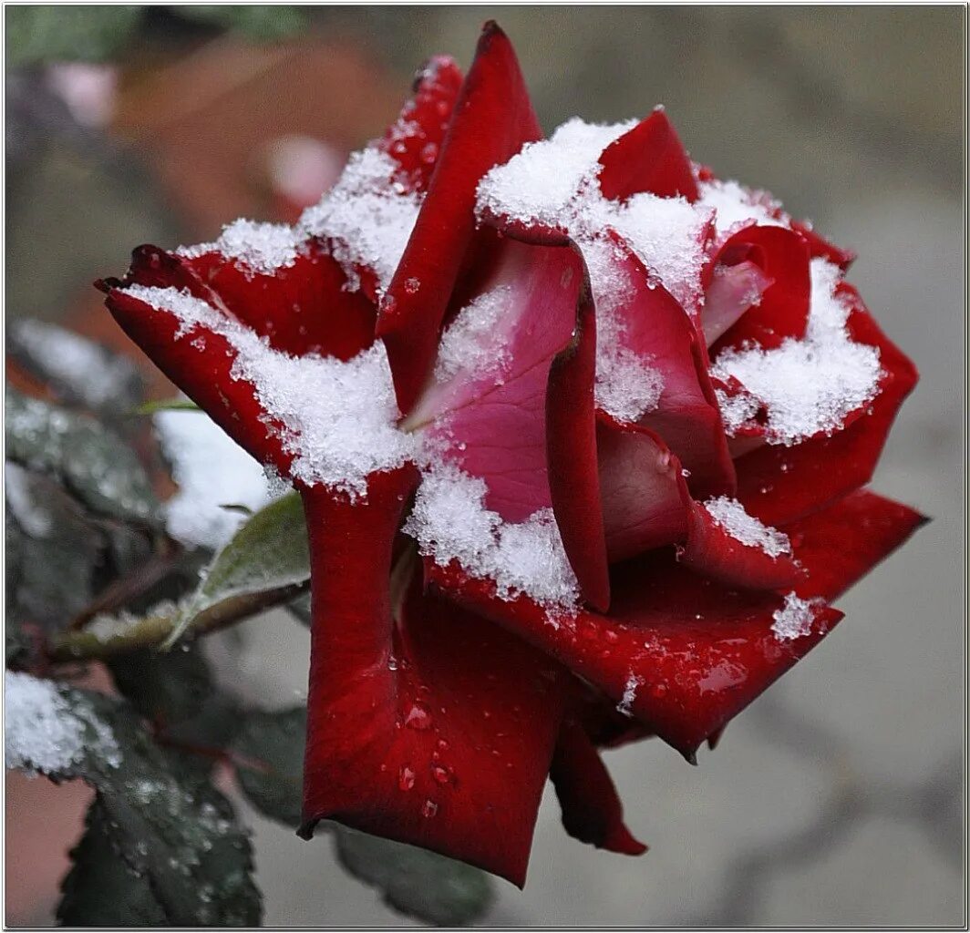 Розы в холодную воду или теплую. Цветы в снегу. Розы на снегу. Красивые розы на снегу.