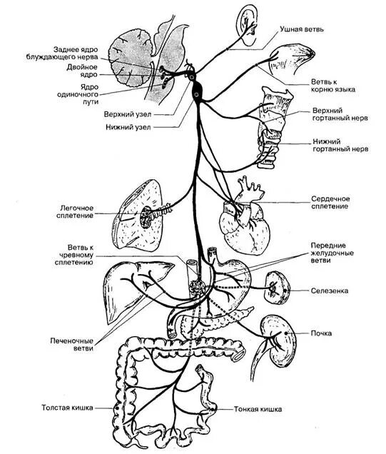 Схема ветвей блуждающего нерва. Вагус нерв схема. Блуждающий нерв схема пути. Блуждающий нерв схема строения. Иннервация блуждающего нерва