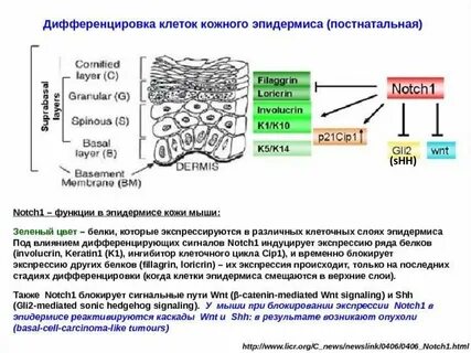 Дифференцировка слоев