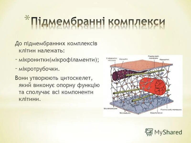 Цитоскелет каркас клетки. Микротрубочки цитоскелета строение. Цитоскелет мембранный или нет. Строение и функции цитоскелета. Двумембранные органеллы цитоскелет.