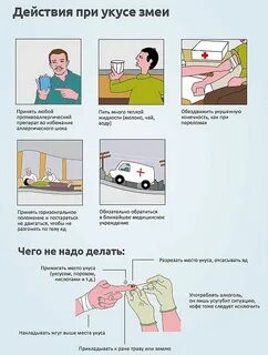 1 помощь при укусе ядовитой змеи