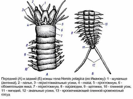Дождевой червь жабры