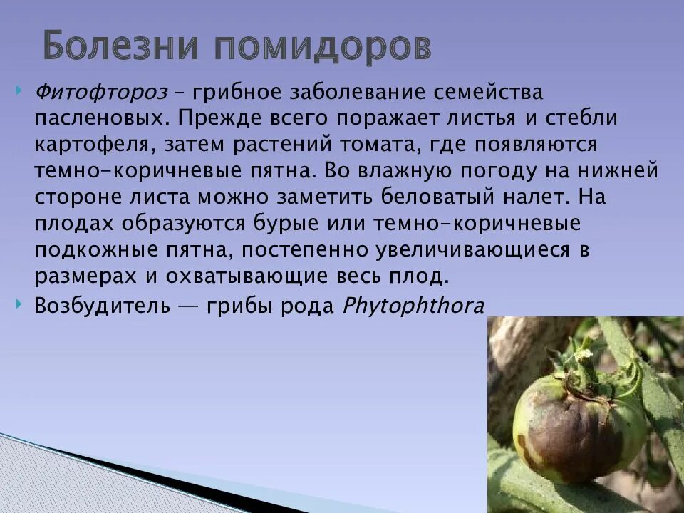 Бактериальная точечность плодов томата. Болезнь на плодах помидоров. Болезни помидор картинки. Болезни плодов томатов описание с фотографиями. Болезни томатов в теплице описание с фотографиями