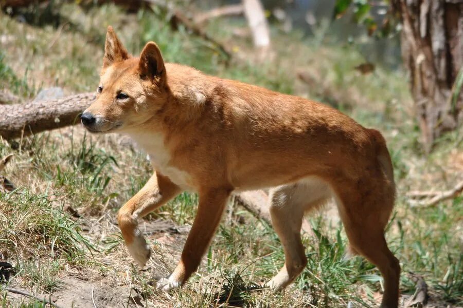 гиеновидные собаки африка. дикие собаки 5. дикие собаки 5. гиеновидная собака. гиеновидная собака австралия.