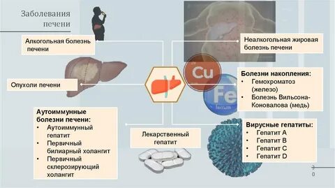 Факты про печень