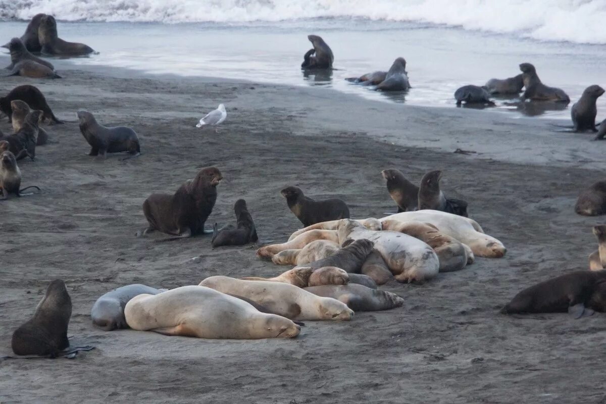 уникальные лежбища морских млекопитающих заповедники. сивуч командорские острова. командорские острова заповедник. командорские острова фауна. командорский заповедник лежбище.