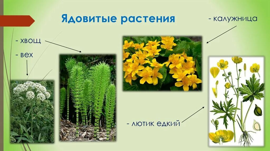 Не ядовитые растения. Дикий пастернак луговой. Пастернак посевной (pastinaca sylvestris). Лютик луговой. Куриная слепота цветок и лютик.