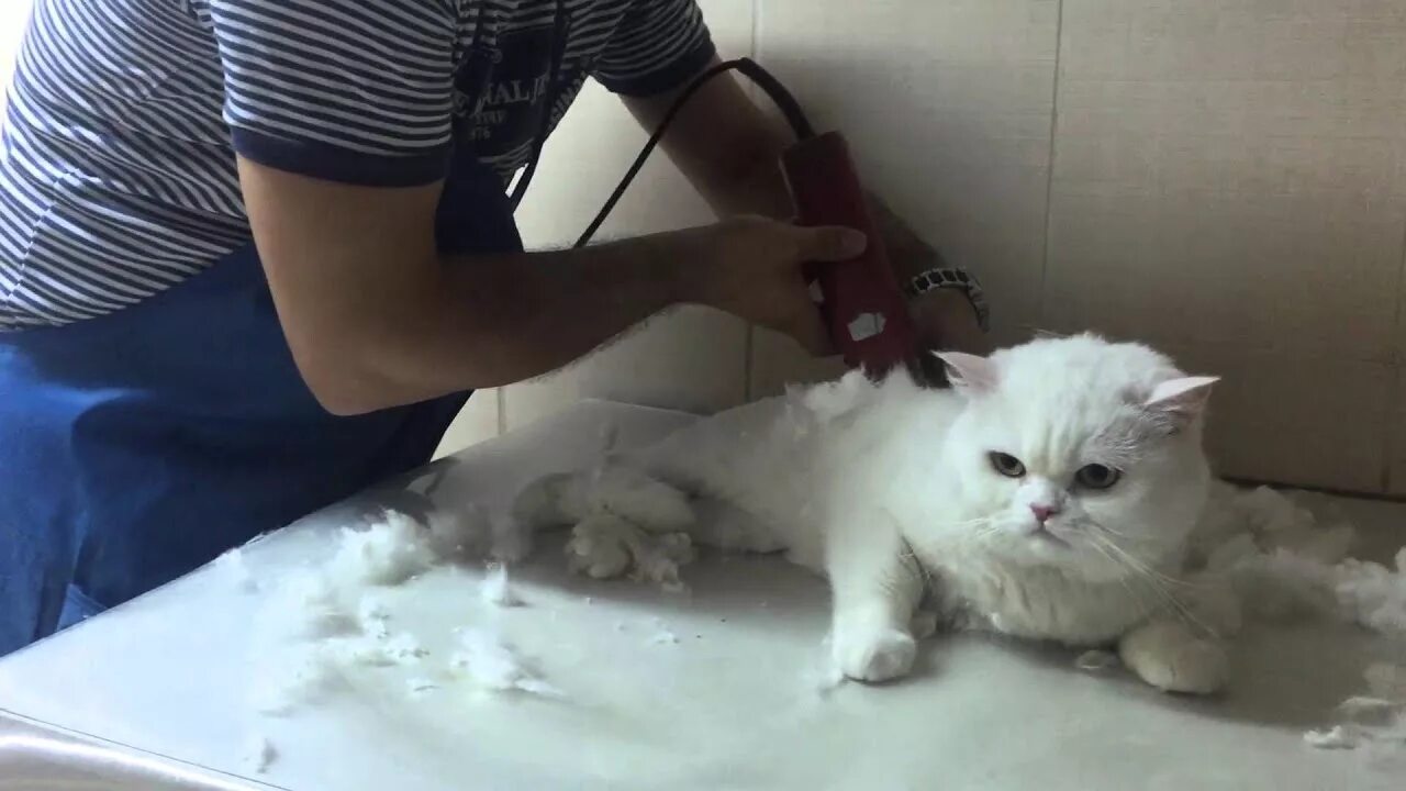 Шейв кат. Груминг белого кота. Cat Shaved. Кошка Нью пауленд. My cat new