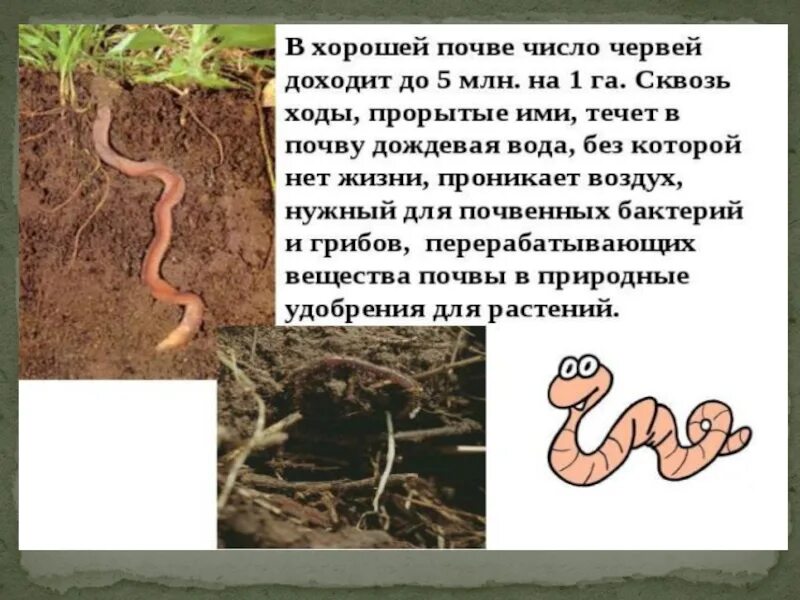 Дождевой червь относится к насекомым. Животные обитающие в почве. Животное обитающее в почве.