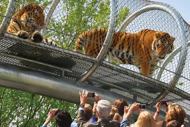 Зоопарк. Животные зоопарка. Современный зоопарк. Дикие животные в зоопарке. Роль зоопарков