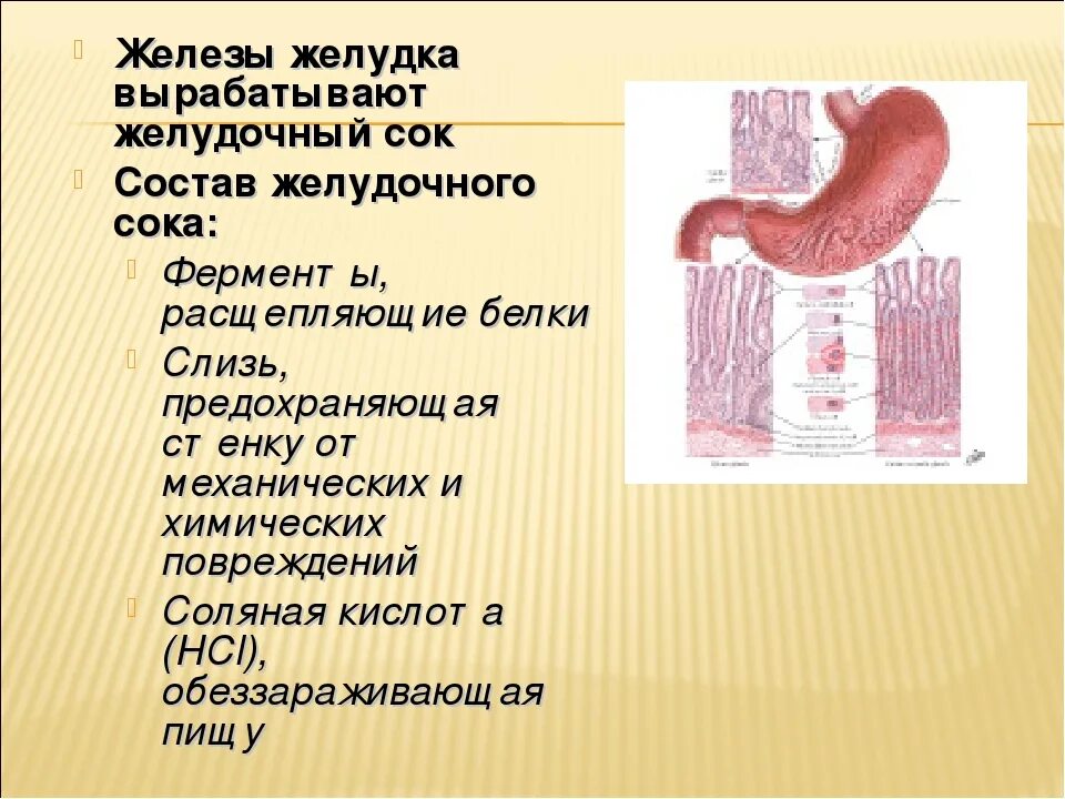 Желудок желудок пищеварительные железы. Соляную кислоту вырабатывают железы желудка. Соляная кислота в желудке. Какими железами вырабатывается желудочный сок. Пищеварительный фермент желудочного сока