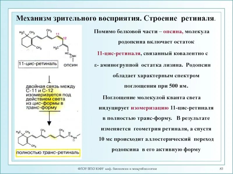 Биохимия и микробиология. Родопсин биохимия. Родопсин структура. Ретиналь строение. Родопсин структура белка.