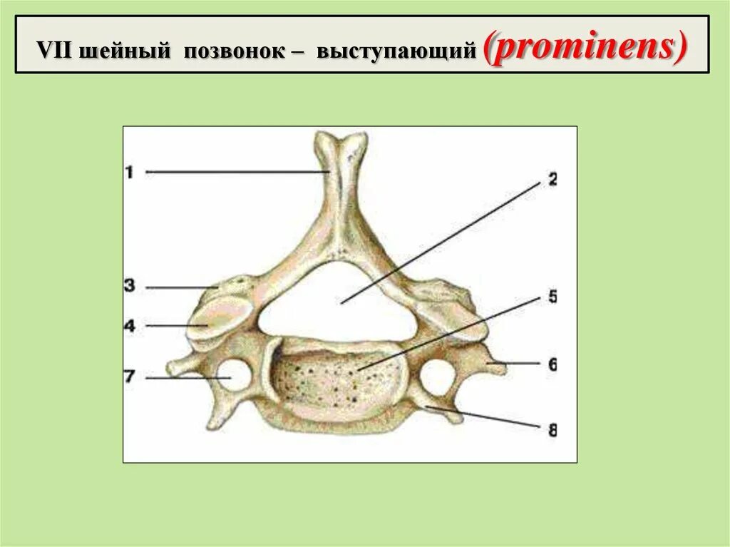 7 Шейный позвонок анатомия. Седьмой шейный позвонок сбоку. Седьмой шейный позвонок строение анатомия. Седьмой шейный позвонок строение. Характерные признаки шейного позвонка