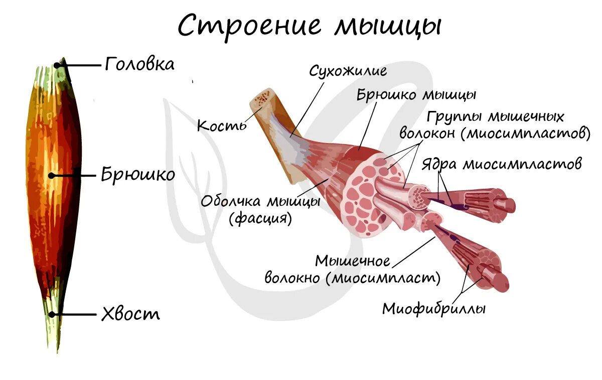 Строение скелетной мышцы ЕГЭ. Внутреннее строение мышцы человека схема. Строение мышечного волокна 8 класс. Строение скелетной мускулатуры схема.