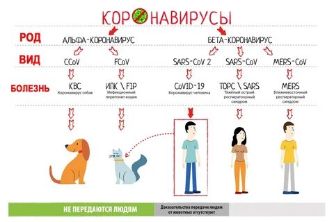 Тест коронавирус кошек