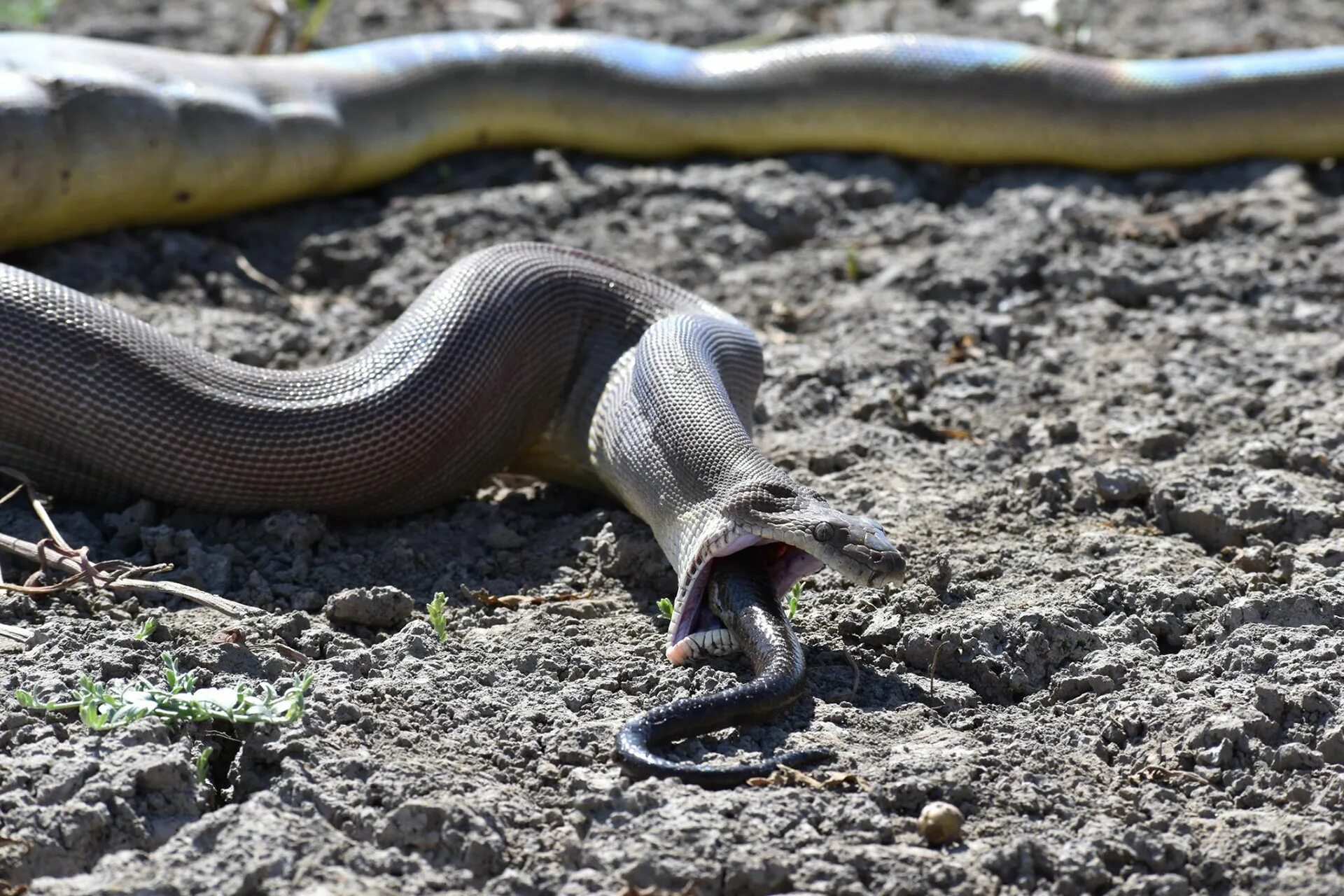 Анаконда python. Питон анаконда змея ест. оливковый питон. змея анаконда заглатывает питона.