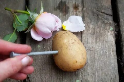 Укоренить черенок в картошке