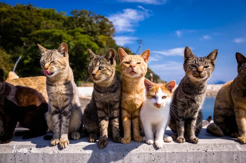 Cat start