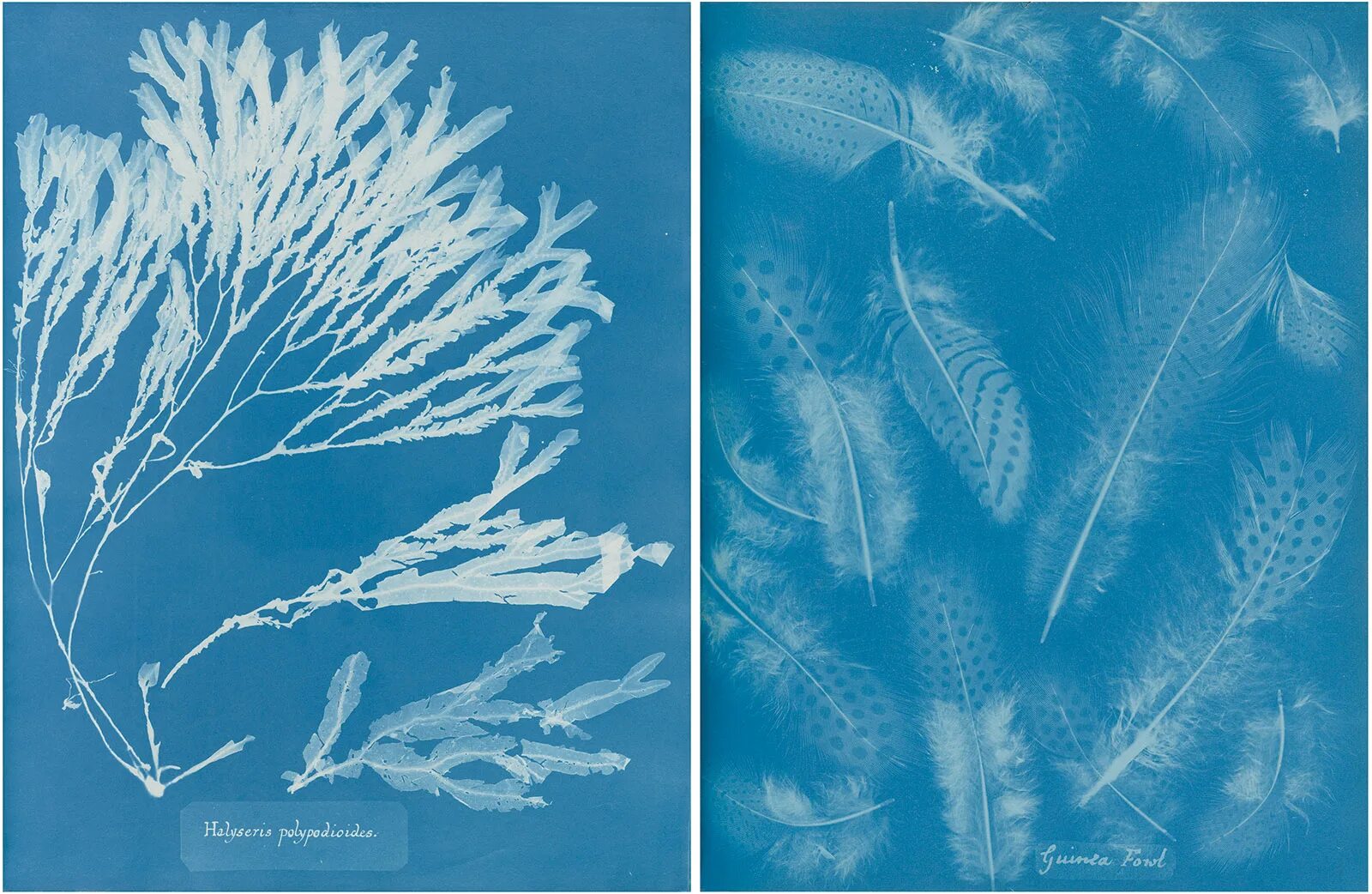 Реактивы для цианотипии. Photographs of british algae: cyanotype impressions анны аткинс.. новая цианотипия. цианотипии британских водорослей. британские водоросли цианотипные оттиски.