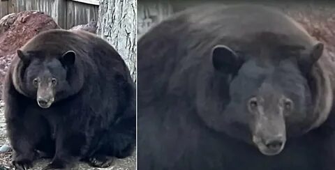 Заходи медведь