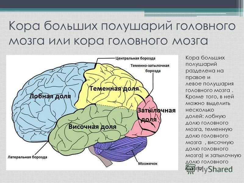Большие полушария мозга задания. Модуль коры больших полушарий головного мозга. Свод коры полушарий переднего мозга. Проекционные центры коры больших полушарий. Эквипотенциальность полушарий головного мозга.