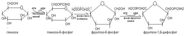 Реакция окисления 3-фосфоглицеринового альдегида в ходе гликолиза. Окисление 3-фосфоглицеринового альдегида в ходе гликолиза. Окисление 3 фосфоглицеринового альдегида. Фруктозо 1 6 дифосфат 3 фосфоглицериновый альдегид.