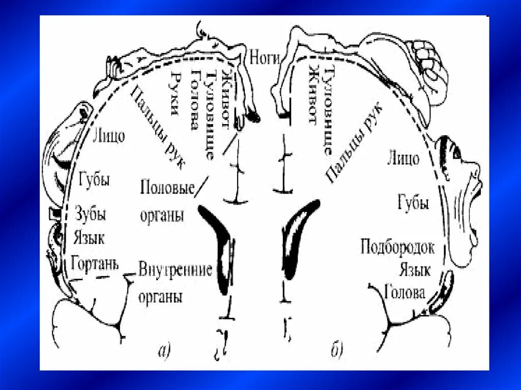 Связь зубов с органами. Взаимосвязь зубов и внутренних органов человека. Связь зубов с внутренними органами человека схема. Схема взаимосвязи зубов и внутренних органов. Зубы и внутренние органы связь.